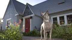 4 Совет на цинолози: како да научи куче за заштита на куќата или дворот